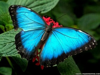 Butterfly Wallpaper Monarch Photos Background