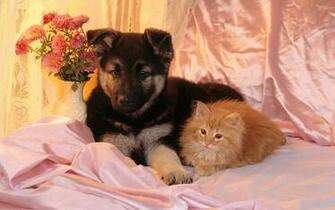 All Wallpaper Kitten And Puppy HD