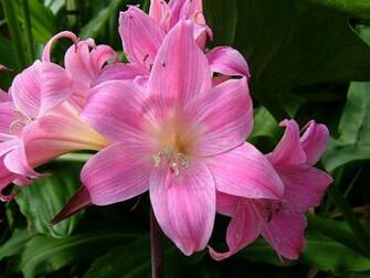 What Is Your Favourite Flower