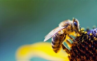 Beautiful Wallpaper Bee HD