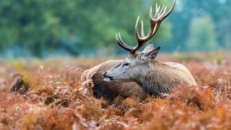 Male Deer Desktop Pc And Mac Wallpaper