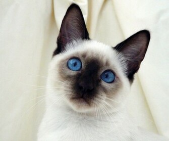 Siamese Cat Wallpaper Fun Animals Wiki Videos Pictures Stories