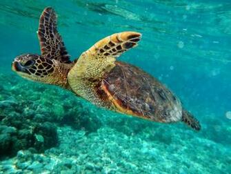 Mila Zinkova The Green Sea Turtle Or Chelonia Mydas Is A Large