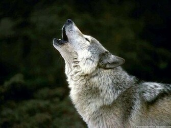 Cool Wolf Wallpaper