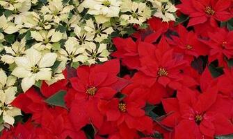 Poinsettia Wallpaper