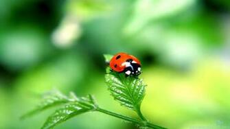 Related Keywords Amp Suggestions For Ladybug Wallpaper