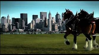 Clydesdale Wallpaper