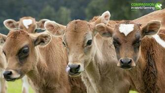 July Compassion In World Farming