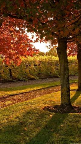 Nature Tree Leaves Autumn Garden Wallpaper HD