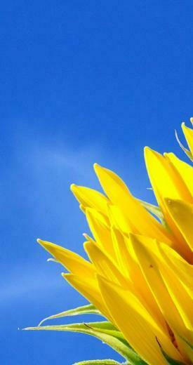 Good Morning Sunflower Nature HD Wallpaper