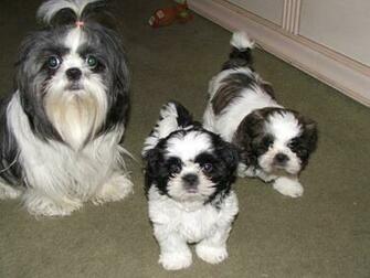 Shih Tzu Dogs Wallpaper