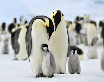 Penguin Antarctic By Laogephoto