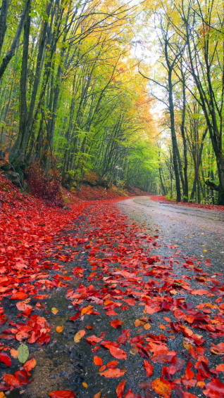 Forest Road Red Tree Leafs With Green Beautiful Colorful