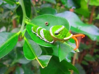 Caterpie By Lolbenjo