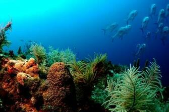Sea Life Computer Wallpaper Desktop Background Id