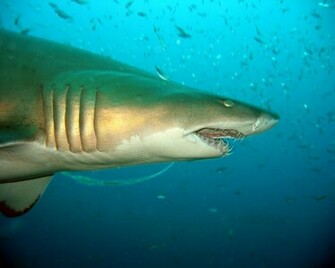 Tiger Shark Wallpaper High Definition