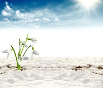 Spring Flowers Desktop Wallpaper Theme Nababan