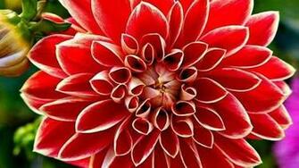 The App Flowers Wallpaper Is A Very Simple Application This