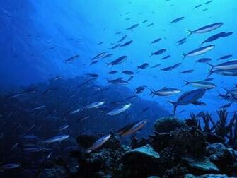 Beautiful Collection Of Fish Wallpaper Desktop