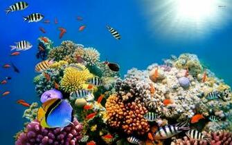 Wallpaper Beautiful Fish Background Gallery