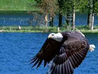 Eagle Screensaver Screensavers