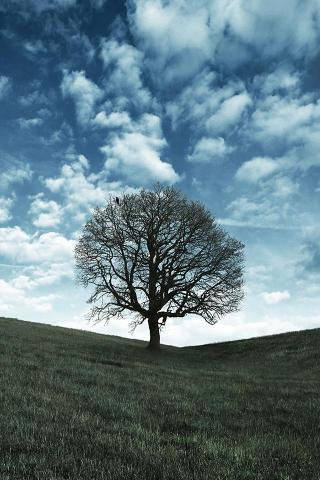 Oak Tree iPhone Wallpaper HD