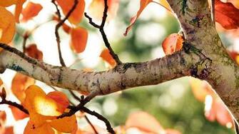 Fall Tree Wallpaper HD