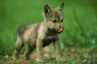 Baby Wolf Jpg