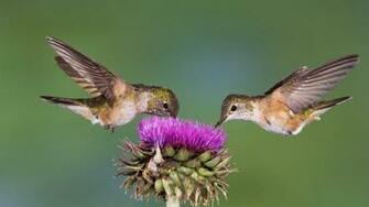 Two Bird Eating From A Flower Flying HD Birds Wallpaper Background