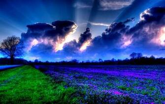 Lavender Field Wallpaper HD Desktopinhq