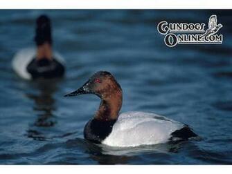 Hunting Dogs Bird Gun Dog Supplies Articles Video Tips