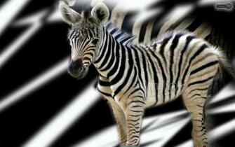 Baby Zebra Wallpaper