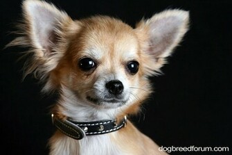 Animal Chihuahua Dog Pictures Cute Pet Picture