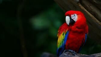 Scarlet Macaw Wallpaper