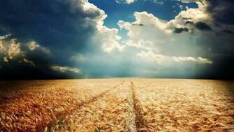 Pretty Wheat Field Cloudy Sky Desktop Pc And Mac