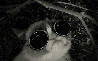 Awsome Grumpy Cat Cats Wallpaper Desktop