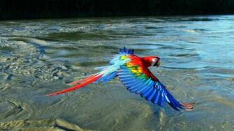 Earthflight South America Full Episode Nature Pbs