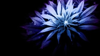 Marijuana Weed Ganja E4 Wallpaper