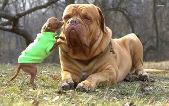 Bullmastiff And Chihuahua Wallpaper