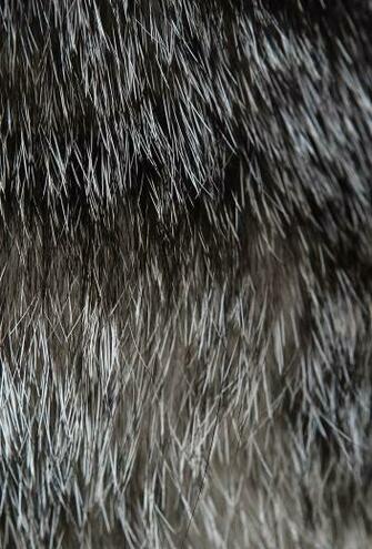 Ios7 Cat Fur Rawrdis Parallax HD iPhone iPad Wallpaper