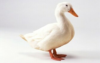 Awesome Duck HD Wallpaper