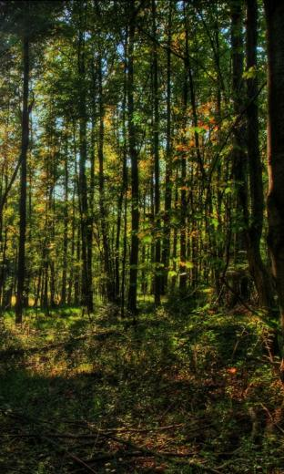 Forest HD Live Wallpaper For Android