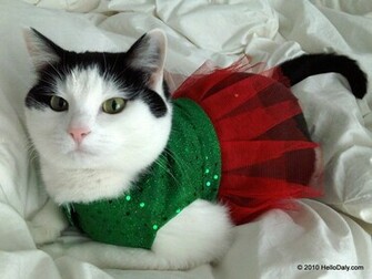 Funny Image Collection Very Christmas Cat Pictures