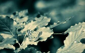 HD Wallpaper Nature Widescreen X Set