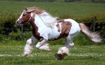 Pinto Horse Racing Red And White HD Wallpaper