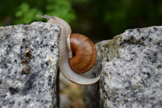 Macro Animal Snail HD Wallpaper