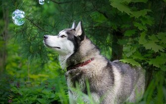 Alaskan Malamute And Soap Bubbles Wallpaper Image