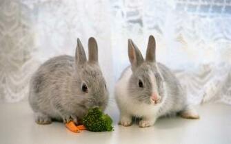 Cute Bunnies Desktop Pc And Mac Wallpaper