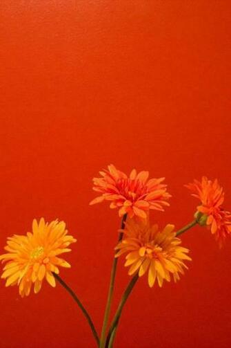 Wallpaper For Your iPhone HD Pink Daisies By