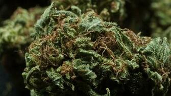 Buds Wallpaper